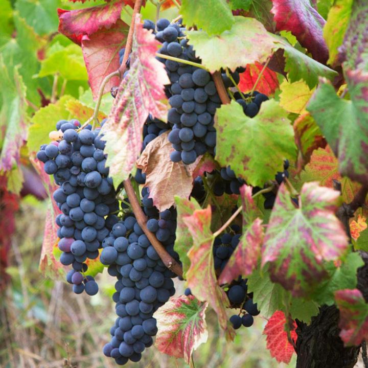 Quinta de Santa Júlia Villa Peso da Régua Kültér fotó